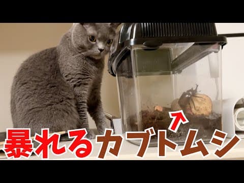 荒ぶるカブトムシから目が離せない猫がかわいいw