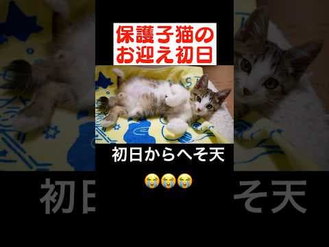 子猫が初日からヘソ天＆ゴロゴロ音を聞かせてくれました