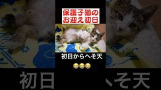 子猫が初日からヘソ天＆ゴロゴロ音を聞かせてくれました