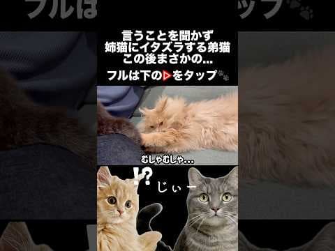 姉猫にイタズラする猫。この後まさかの...#shorts #猫 #猫好きさんと繋がりたい