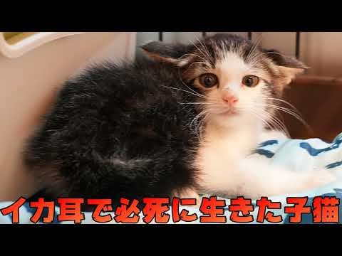 人が信じられずイカ耳だった子猫、少し大きくなって幸せいっぱいの姿を見せる