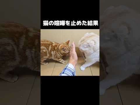 猫達の喧嘩を止めに入った結果...笑#shorts