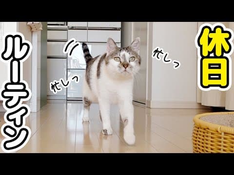 休日も家の見回りで忙しい愛猫のルーティンが可愛すぎた
