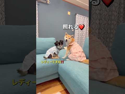 お揃い🐶🐶🎵#柴犬 #チワワ #shorts