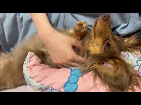 ヘソ天でママに甘える犬 カニヘンダックスフンドれあ