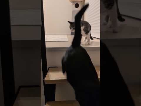 降りない猫🐱 - A cat doesn't select the choice - #shorts #cat