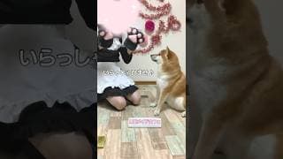 主人の奇行に適応する柴犬こまちゃん。#shorts