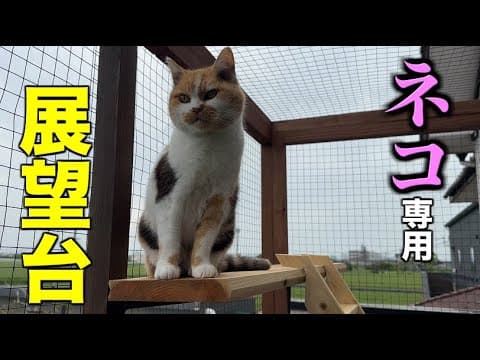 特等席でまったり見回りタイム
