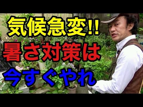 【この暑さはヤバい】今すぐできる目からウロコの猛暑対策教えます　　　　　　　【カーメン君】【ハイポネックス】【リキダス】【初心者】