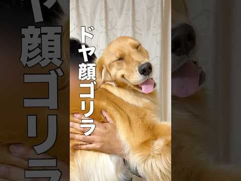 壁にぶつかる直前で手をつく犬は賢いらしい!?!?【ボーダーコリー•ゴールデンレトリバー】#shorts