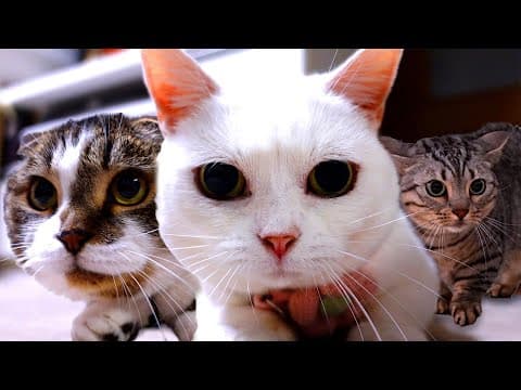 「猫の目のよう」な猫の目をじっくり見ていたら、スゴく面白くて可愛かった！