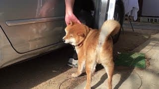 飼い主と一緒に出掛けたくて無理やり車に突入してくる柴犬　Shibe forcibly ride a car because he wants to go with his owner.