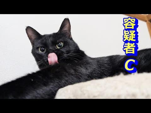 罪悪感ゼロな猫！