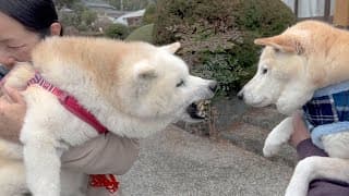 腐れ縁の柴犬とバチバチの喧嘩をしてきました。【おめでとう】