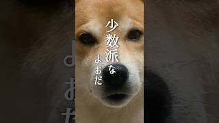 柴犬の真冬のお散歩コーデがかわちぃ #犬 #柴犬との暮らし #柴犬と暮らす