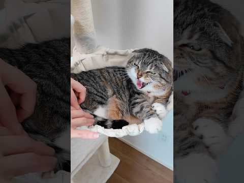 りっちゃんがキャットタワーに激突したでごわす😭😭😭 #猫