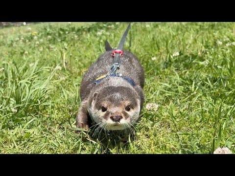 花冠と大きなバッタに興奮するカワウソ散歩！An otter walker excited by a flower crown and a large grasshopper!
