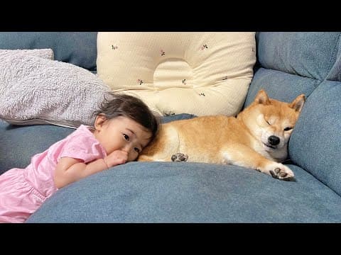 眠くなった1歳児にお尻を貸してあげる豆柴が可愛すぎました
