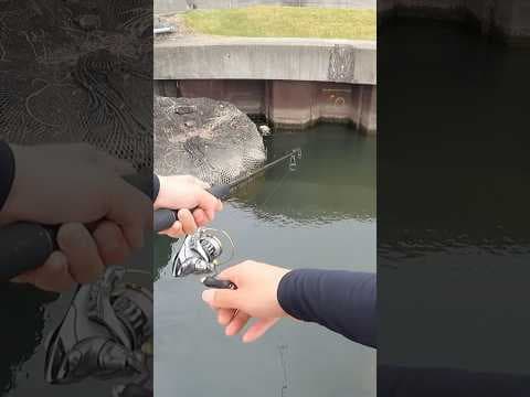 このルアー投げればブラックバスすぐ釣れる説【霞ヶ浦バス釣り】