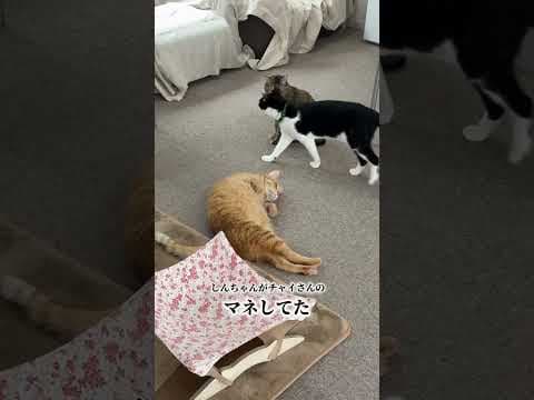 チャイさんの暮らし111。