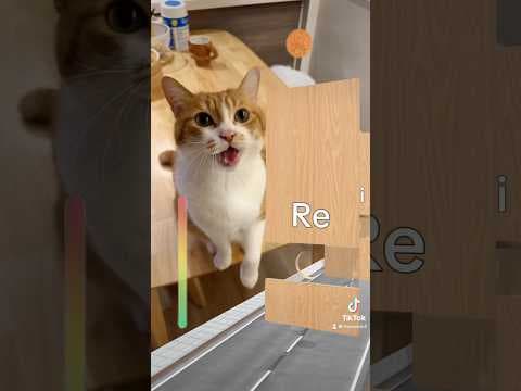 猫とドレミファの音程で遊んでみた。