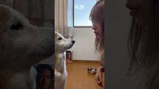 柴犬福 姉に目で喋りかける柴犬🤣Sister and Shiba🤣#姉と柴 #shorts #funnydog #dogshorts #funny #柴犬 #시바견