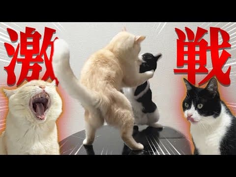 【猛特訓】取っ組み合いが白熱しボルテージは最高潮へ！大相撲の幕開けだ！！
