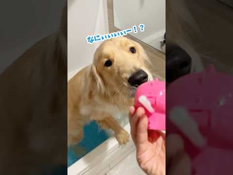 お風呂応援隊カバオ#ゴールデンレトリバー #大型犬