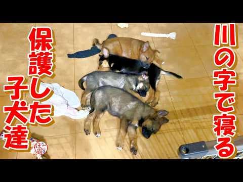 【保護犬　子犬　元繁殖猫】川の字で寝る保護した子犬達＋おまけコーナー