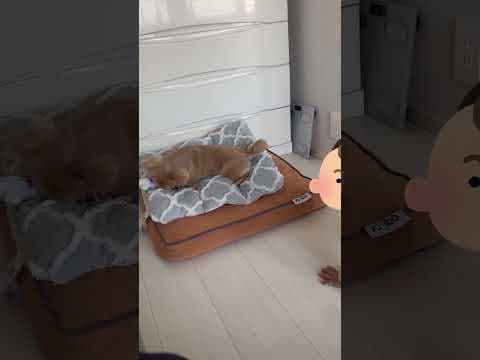 赤ちゃんへ譲れないものがハナにもありました