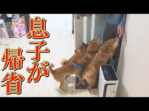 離れ離れになった息子に、精いっぱい喜びを表現する柴犬達の姿に感動しました・・・