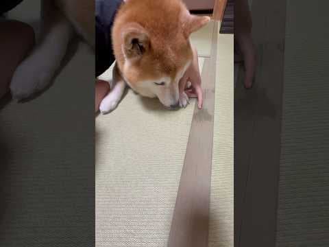 柴犬福 確信犯な29番🤣Sister and Shiba🤣#姉と柴 #shorts #funny #funnydog #柴犬 #shibainu #dogshorts #시바견