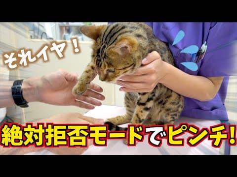 ドキドキ！ロゼの大暴れ注射