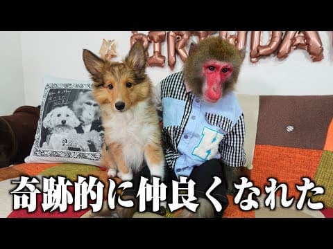 新入りの超やんちゃ子犬を一発でお利口にしてしまう天才ニホンザルを見て欲しい