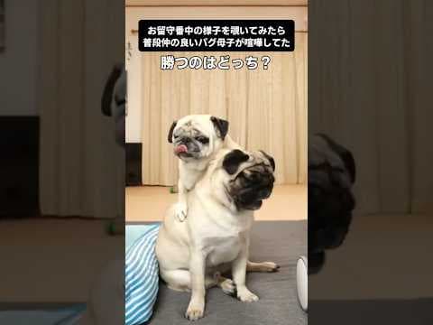 お留守番中に親子ゲンカ勃発！！！！