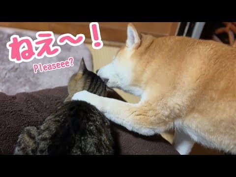 長女特権発動！猫たちにやりたい放題の柴犬