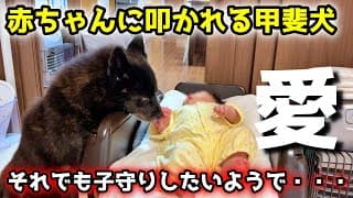 赤ちゃんと甲斐犬でお留守番したら子守りが献身的すぎてこうなりました