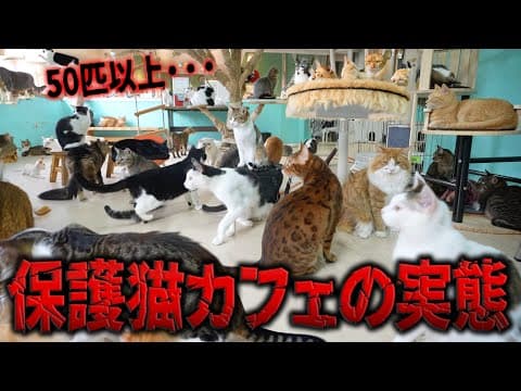 【これが現実】保護猫が50匹超えるカフェの現状をご覧ください【ぷここんち】