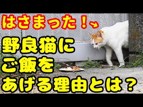 お腹が大きくて隙間に挟まる猫にご飯をあげたら・・・