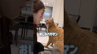 ママのそばに来るとおしゃべりが止まらない超甘えん坊の猫【とらまる】