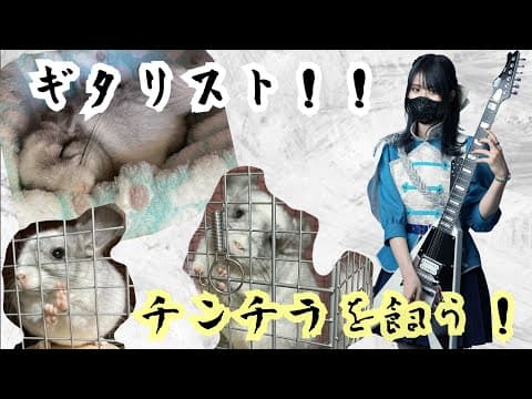 ギタリスト！チンチラを飼う！