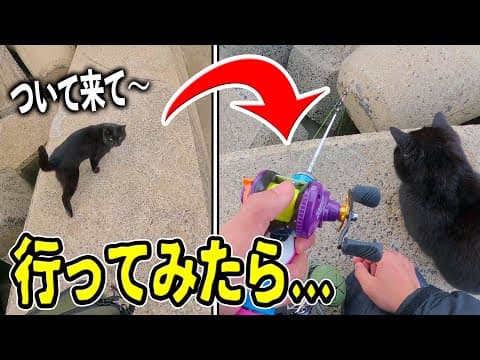 【釣り】猫ちゃんが「ついて来て」と言うので行ってみたらヤバかった!!!!  【穴釣り】
