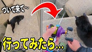 【釣り】猫ちゃんが「ついて来て」と言うので行ってみたらヤバかった!!!!  【穴釣り】