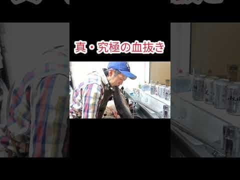 真・究極の血抜き　#Shorts #釣り #魚の締め方