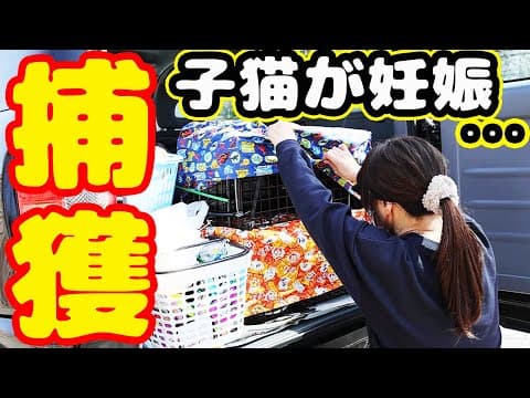 【子猫 野良猫 捕獲】目を疑う結果にボランティアさん涙・・・ キジトラ猫はミミちゃん 黒猫はクックと名づけました