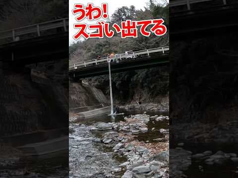 ヤマメ7万匹放流その4【桂川上野原支部】 #釣り #渓流釣り #ヤマメ