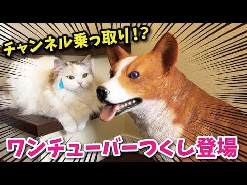 【チャンネル乗っ取り！？】みなさんこんにちわワンチューバーつくしです！！【関西弁でしゃべる猫】【猫アテレコ】