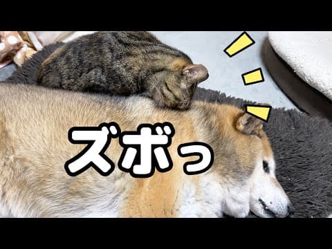 やっぱり大姉ちゃん猫はすごい(笑)柴犬パパに柴ふを試みる姉猫