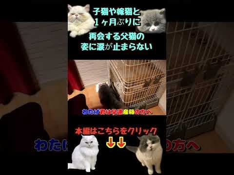 子猫や嫁猫と１ヶ月ぶりに再会する父猫の姿に涙が止まらない #子猫 #出産 #赤ちゃん