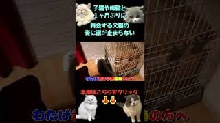 子猫や嫁猫と１ヶ月ぶりに再会する父猫の姿に涙が止まらない #子猫 #出産 #赤ちゃん